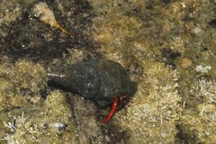 Cerithiidae