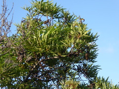 Lyonothamnus