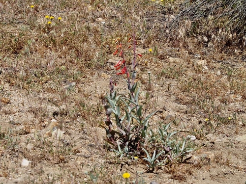 iNaturalist observation photo of scarlet bugler