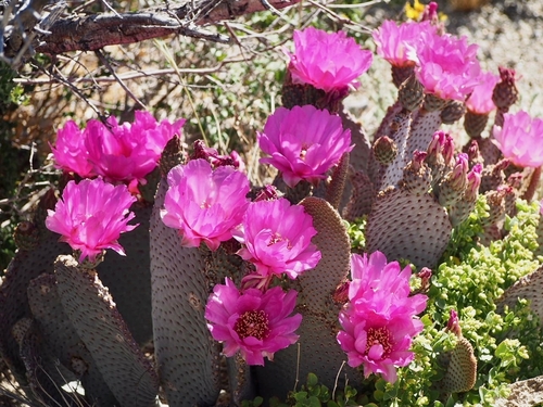 iNaturalist observation photo of beavertail cactus