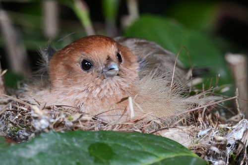 Vinous-throated Parrotbill, 浙江省丽水市缙云县溶江乡溶雅段, photo 10 of 10