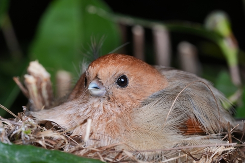 Vinous-throated Parrotbill, photo 3 of 10