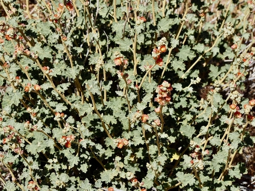 iNaturalist observation photo of apricot globemallow