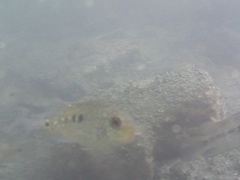 Herichthys carpintis