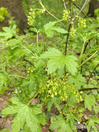 Currant (Ribes spicatum)