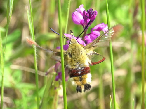 Hemaris fuciformis