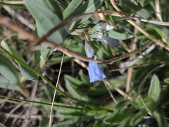 Mertensia lanceolata