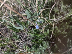 Mertensia lanceolata