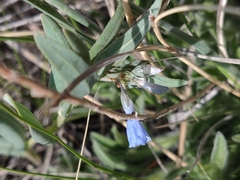 Mertensia lanceolata