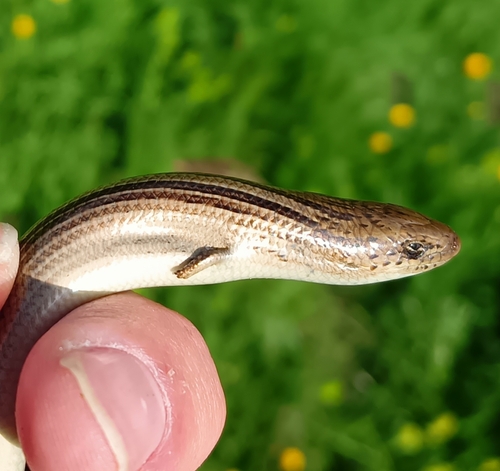 Italian Three-toed Skink, Italy, photo 7 of 10