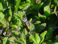 Hemiargus ceraunus filenus