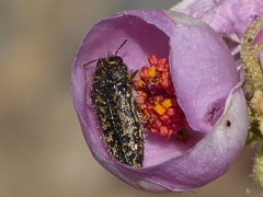 Acmaeodera