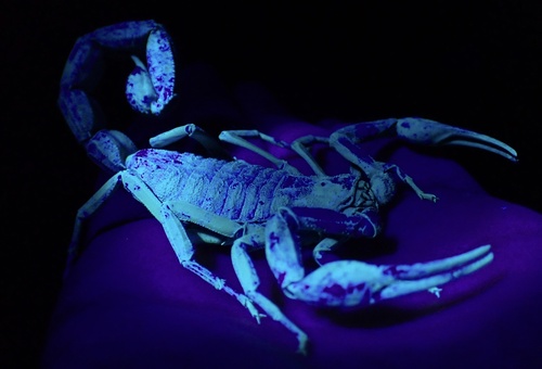 Hottentotta zagrosensis