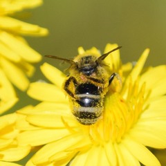 Lasioglossum titusi