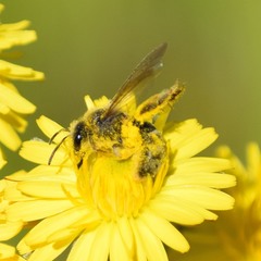 Lasioglossum titusi
