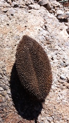 Amphilophium crucigerum