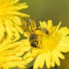 Lasioglossum titusi