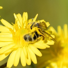 Lasioglossum titusi