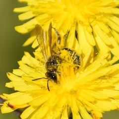 Lasioglossum titusi