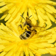Lasioglossum titusi