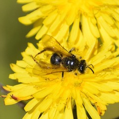 Lasioglossum titusi