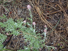 Antennaria rosea