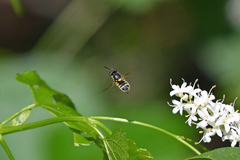 Hoplitimyia constans