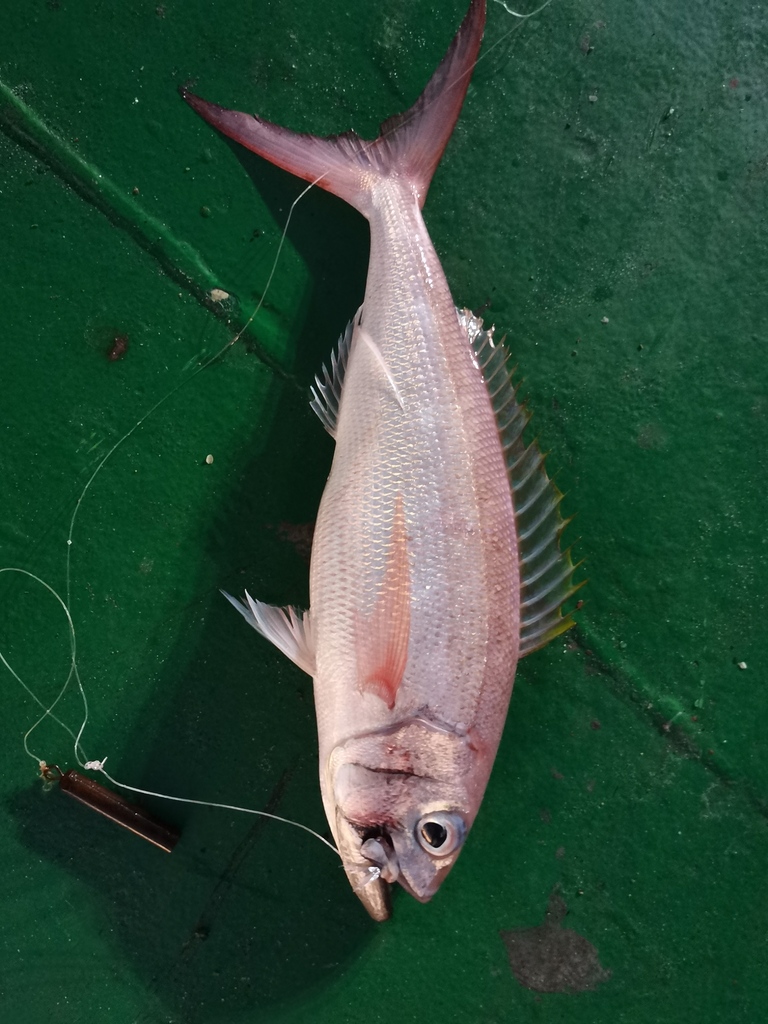 Rusty jobfish (Aphareus rutilans) — Lutjanidae