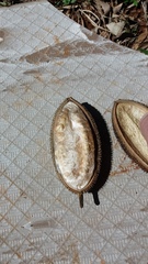 Amphilophium crucigerum