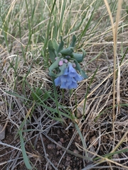 Mertensia oblongifolia