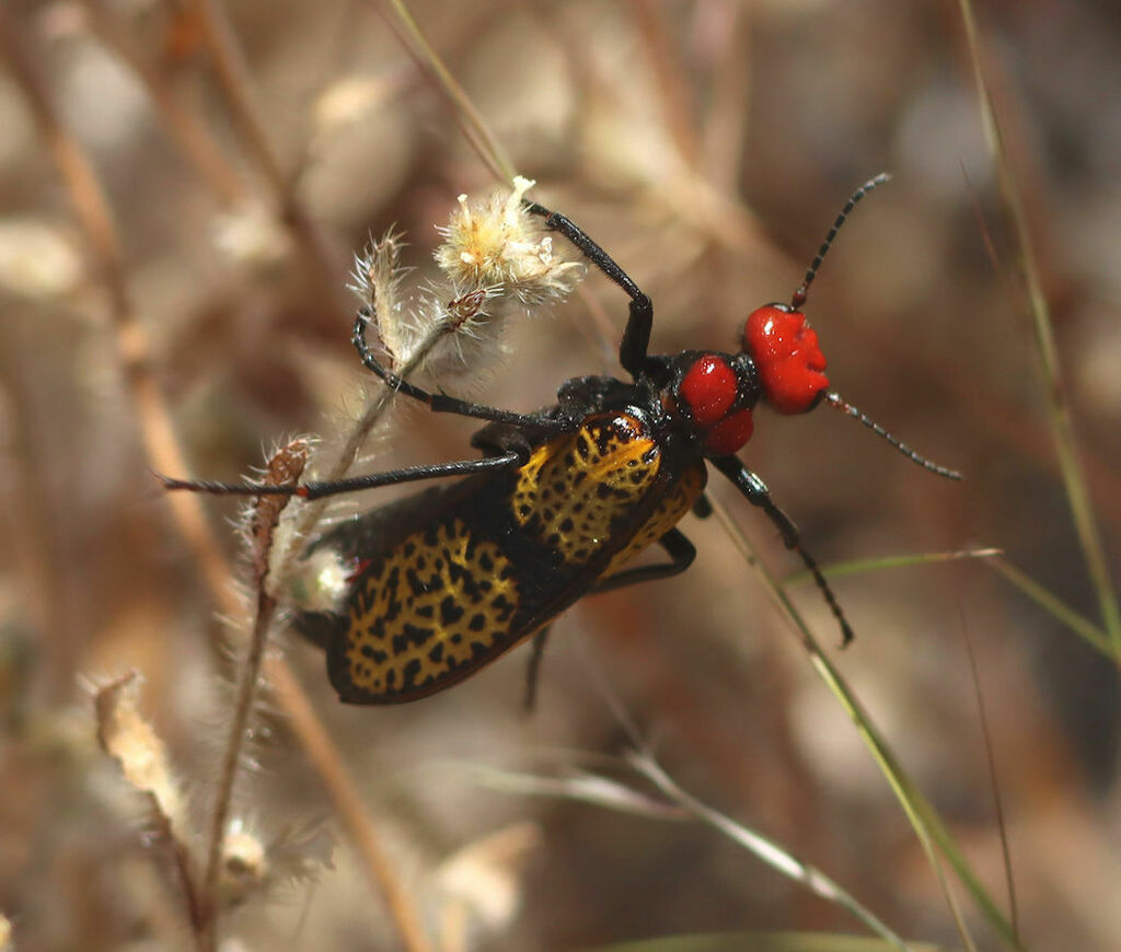 Iron Cross Blister Beetle