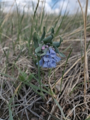 Mertensia oblongifolia