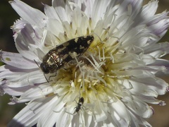 Acmaeodera