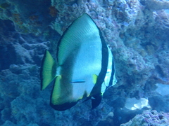 Dusky Batfish