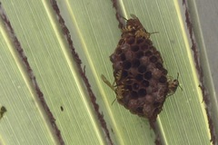 Mischocyttarus basimacula
