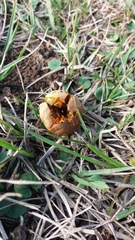 Calvatia rugosa