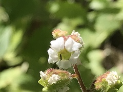 Lithophragma maximum