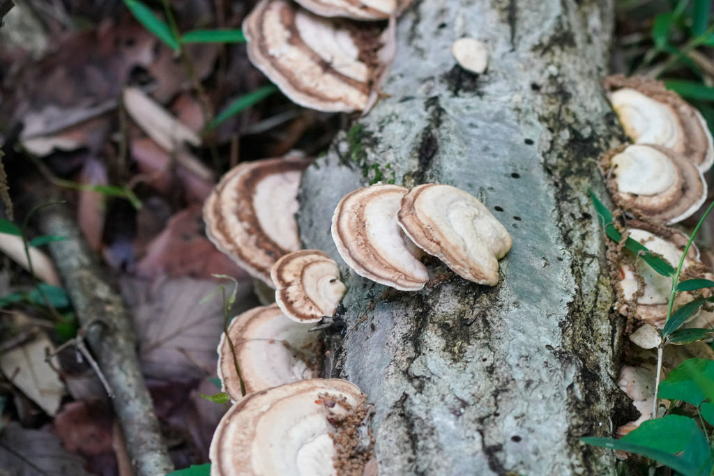 Trametes orientalis · May 2024 · photo: © tbc_watanabe (iNaturalist, cc-by)