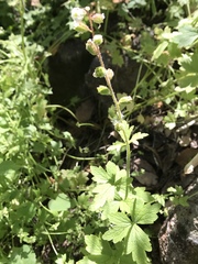 Lithophragma maximum