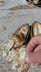 Amphilophium crucigerum