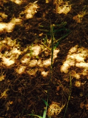 Elymus glaucus glaucus