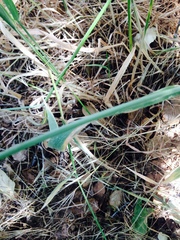 Elymus glaucus glaucus