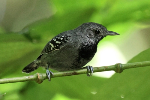 Salvadori's Antwren