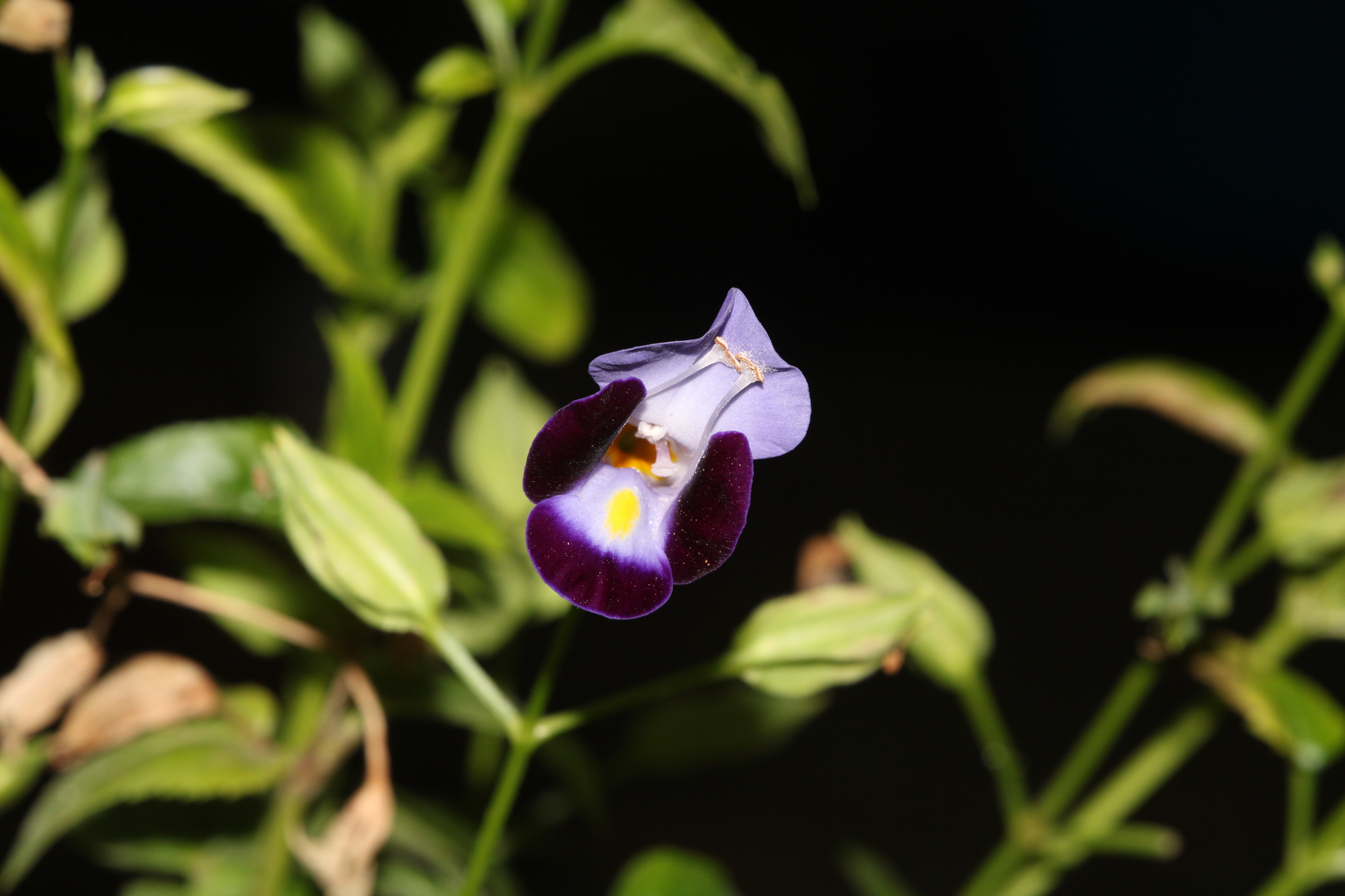 Imagem de Violeta-de-jardim