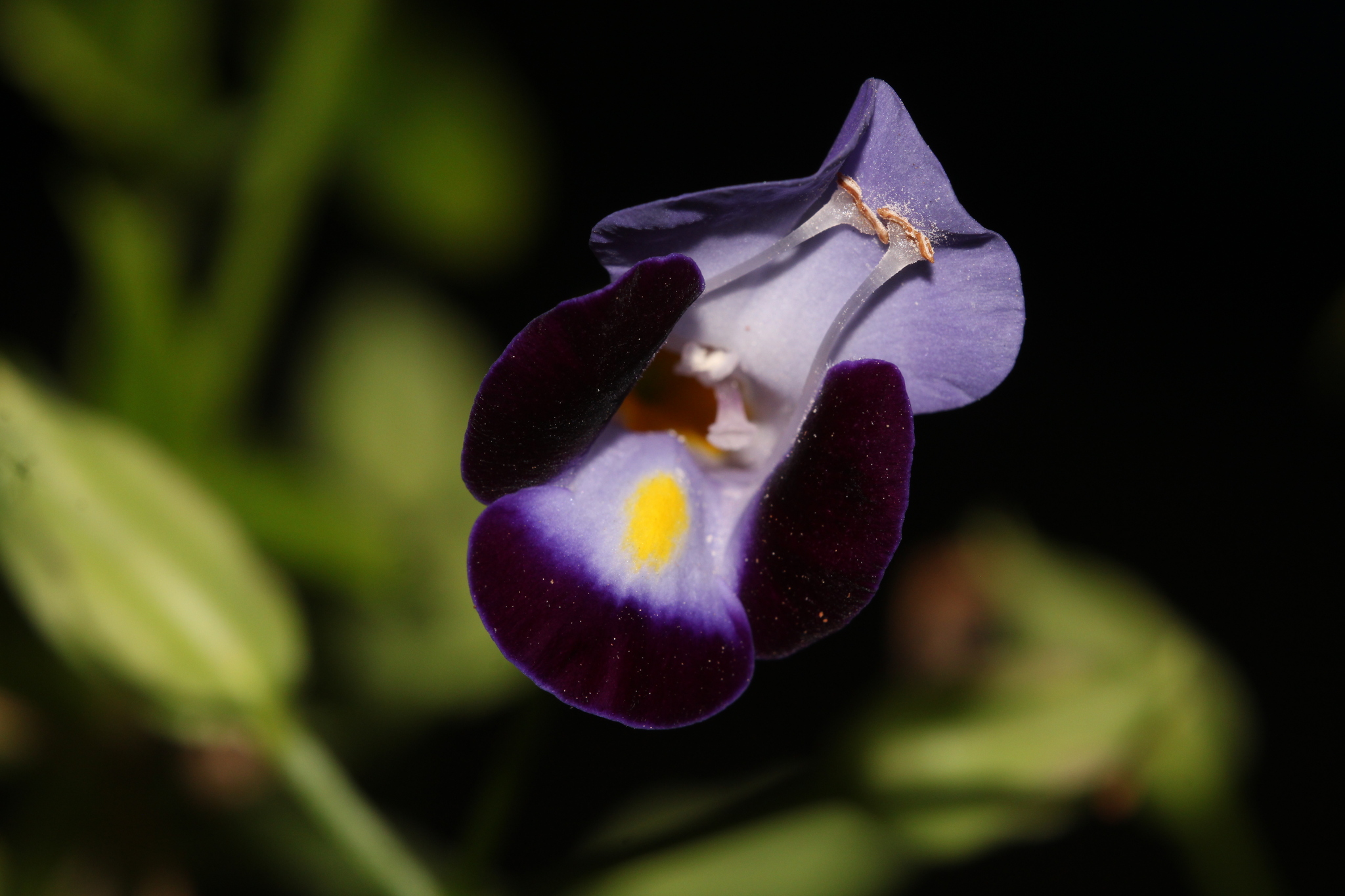 Imagem de Violeta-de-jardim