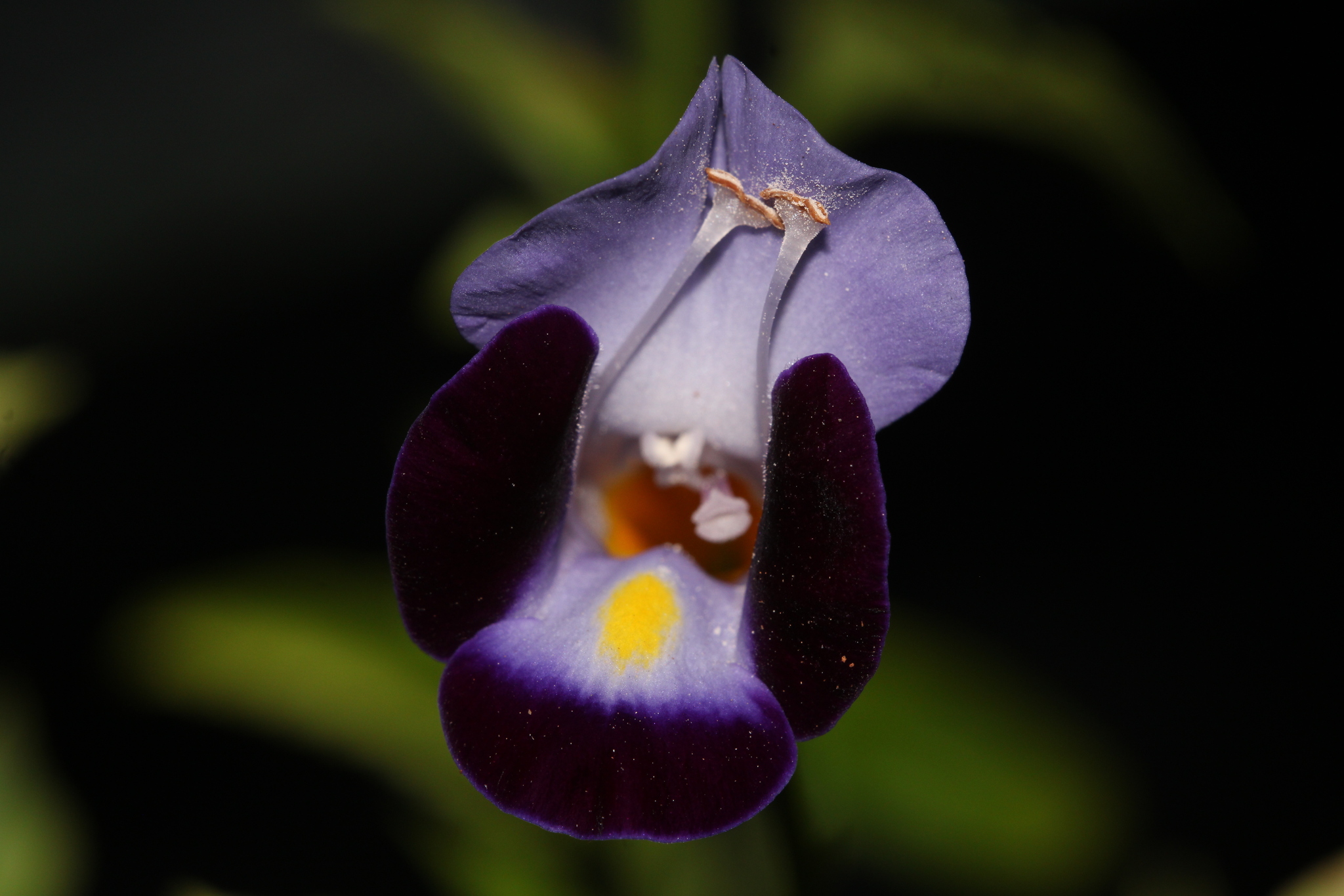 Imagem de Violeta-de-jardim