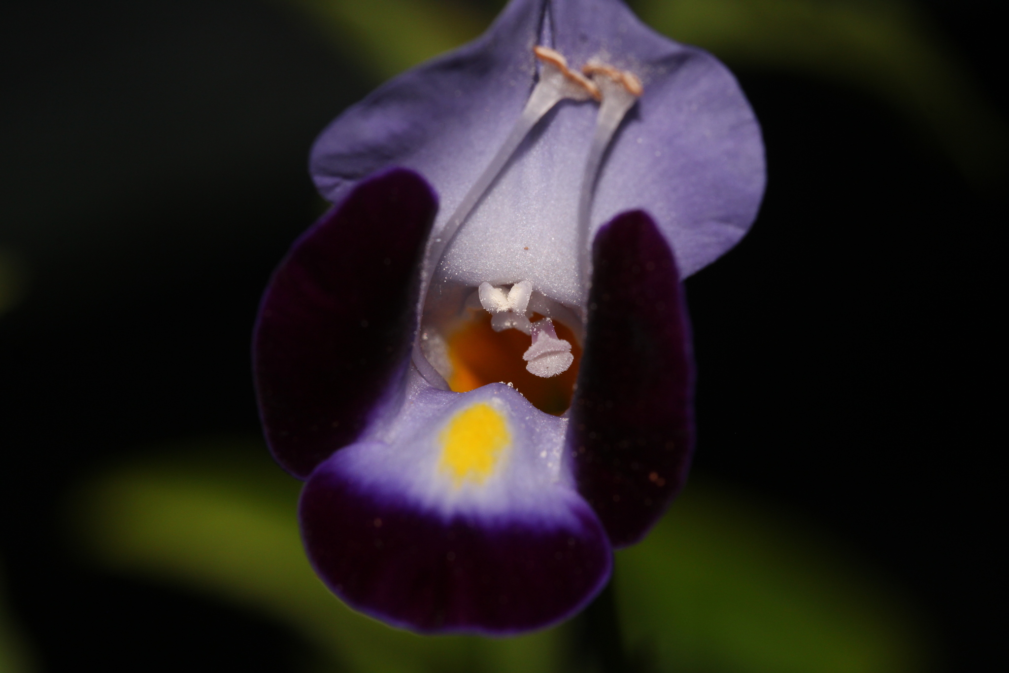 Imagem de Violeta-de-jardim