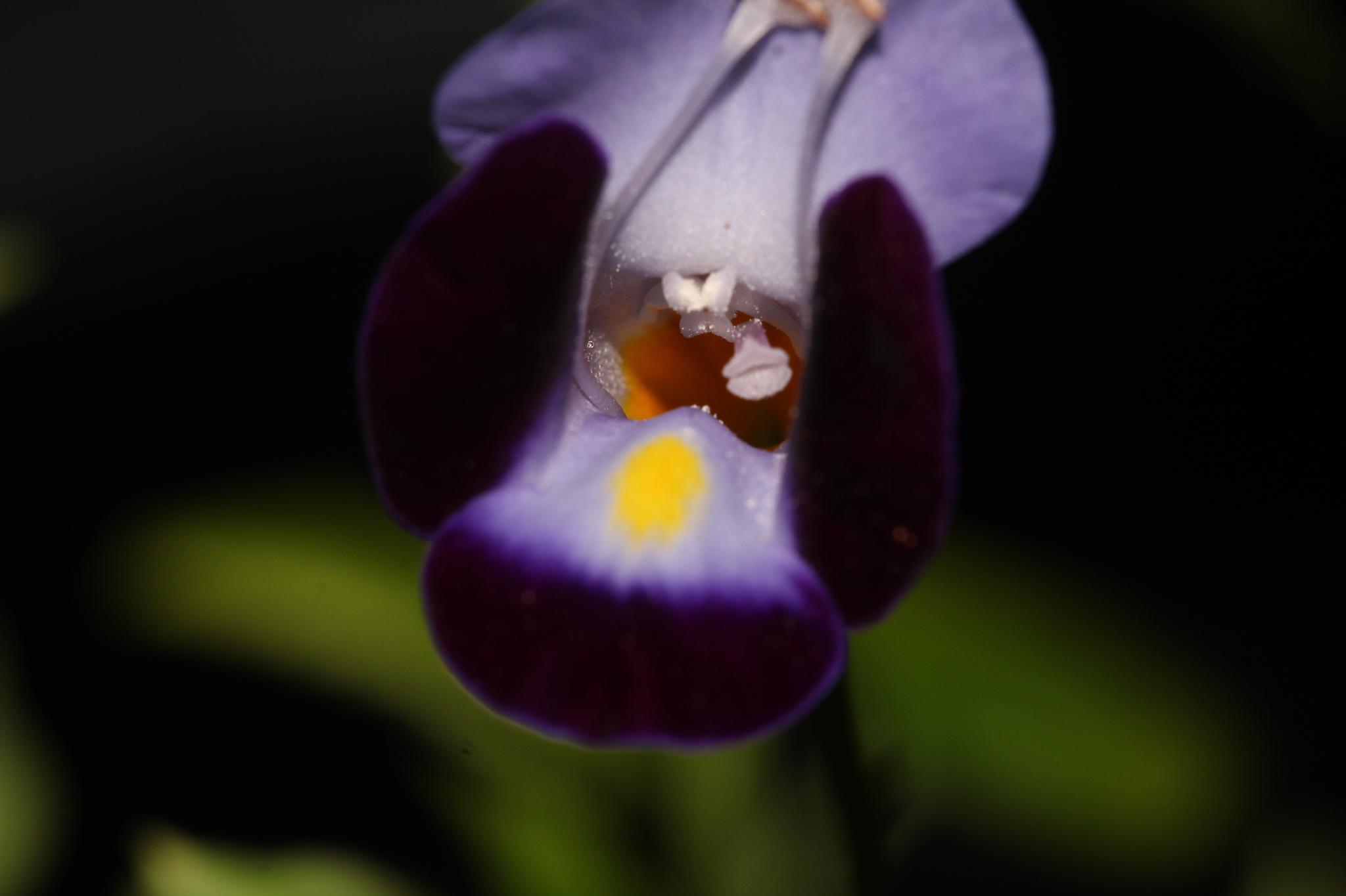 Imagem de Violeta-de-jardim
