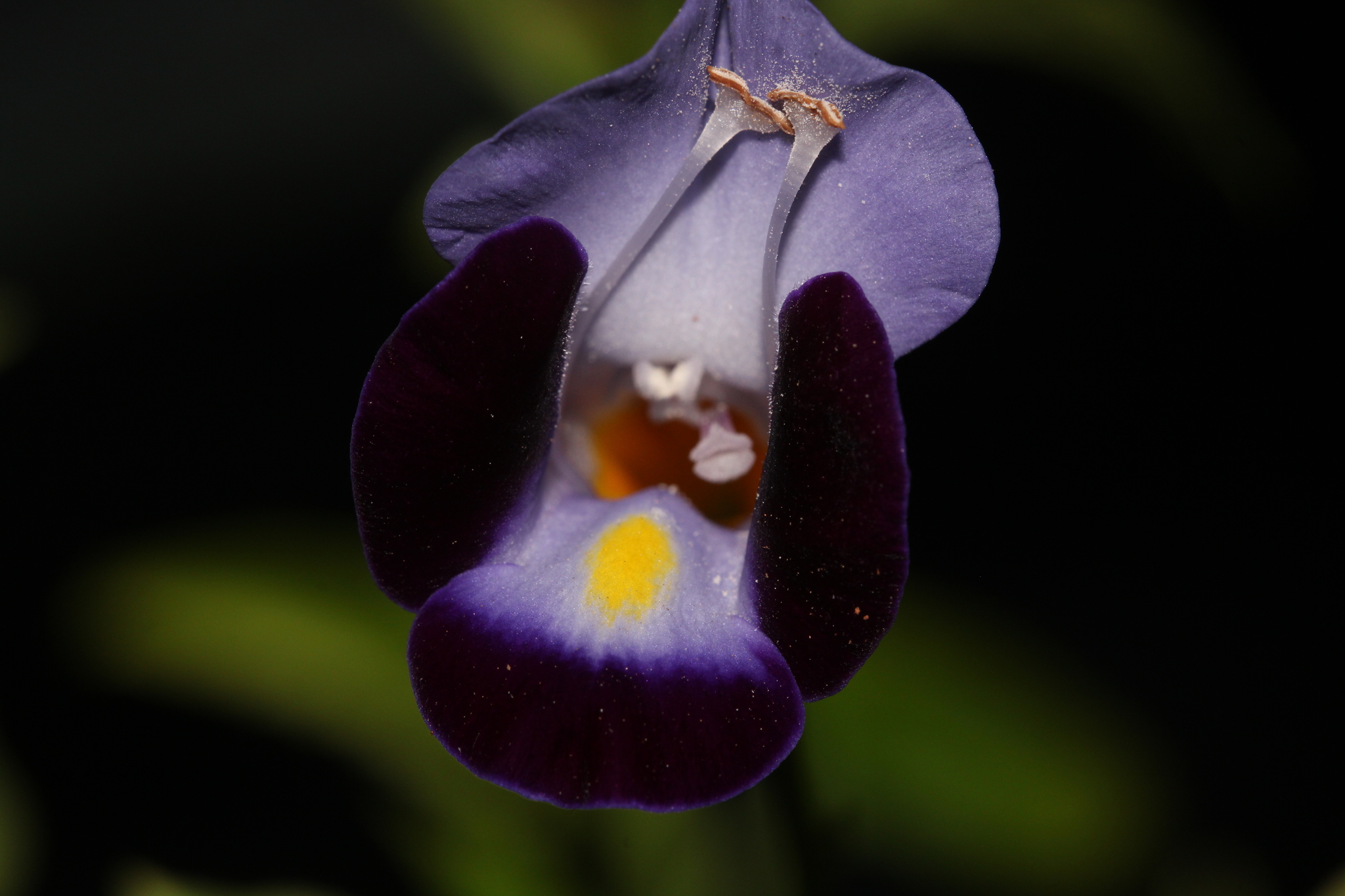 Imagem de Violeta-de-jardim