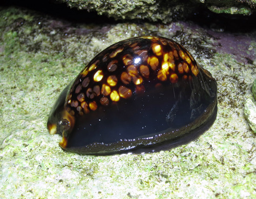 Cypraea mauritiana observed 2013-11-03